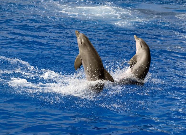 Dolphins on Trip, Trip by boat Vrsar - Rovinj - Lim Fjord