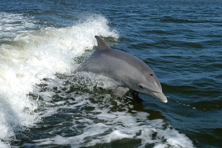 Boat trip Vrsar, Dolphins, Sunset and search for dolphins