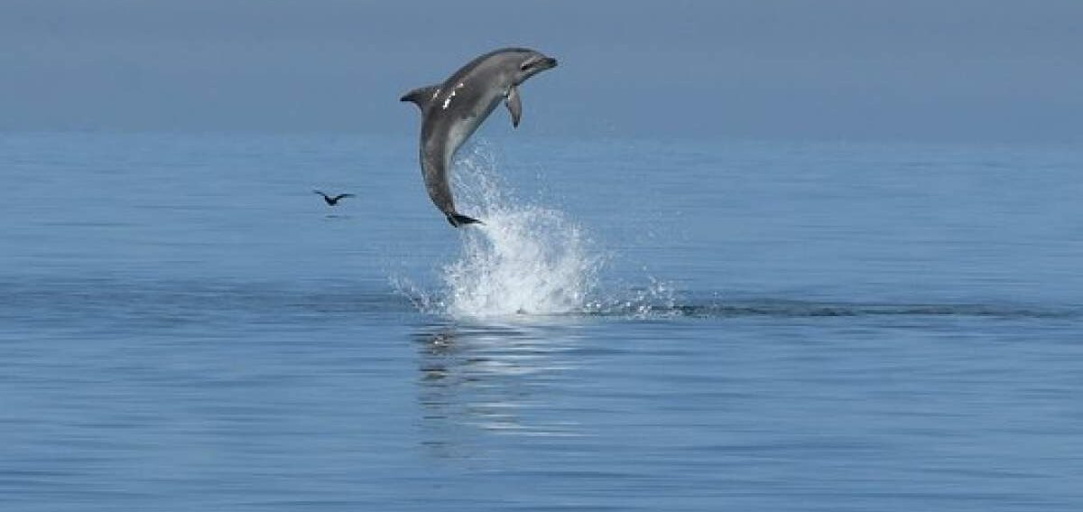 national park, nacionalni , Brijuni, dolphins, dupini, delfini, delfine